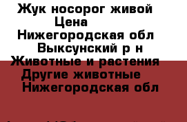 Жук носорог живой › Цена ­ 200 - Нижегородская обл., Выксунский р-н Животные и растения » Другие животные   . Нижегородская обл.